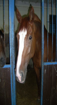 Obrazek