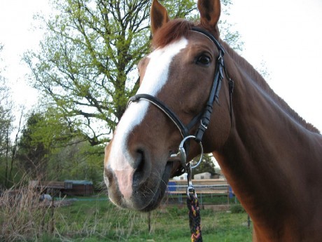 Obrazek